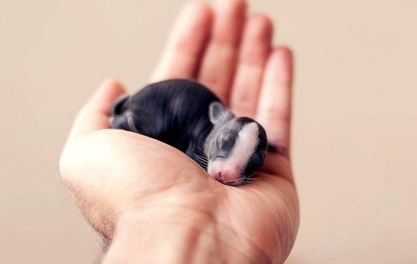 Ашрафул Арефин, Ashraful Arefin, первые дни жизни кролика, взросление кролика, крошечный кролик, 