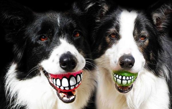 подарки для собак, креативные смешные подарки для собак