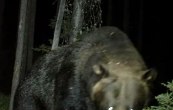 Это будет последнее что вы услышите, если на вас нападет медведь