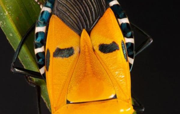 Экзотические насекомые и пауки с забавными рожицами на брюшках