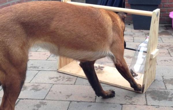 Эвелина Пут, Eveline Poot, игрушка для собаки своими руками, игрушка для гиперактивных собаку покушать, игрушка для гиперактивных собак