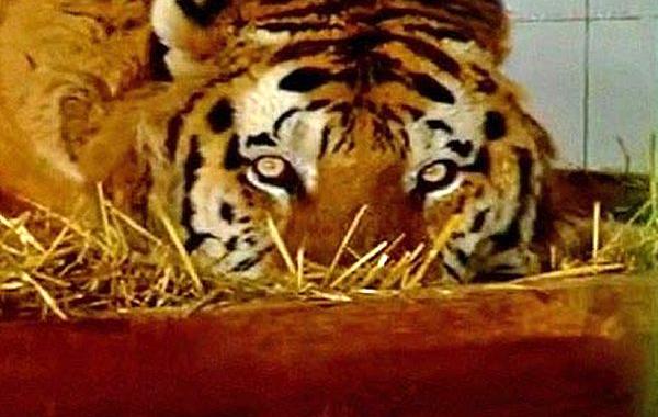 Сандокан, Sandokan, тигра впал в депрессию, тигр подружился с мышами, мыши бегают по тигру, тигр впал в депрессию после смерти самки