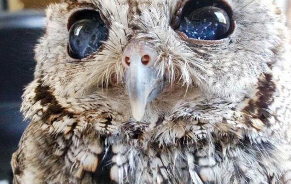 невероятные животные 2014 года, невероятные животные найденные в 2014 году, животные обнаруженные в 2014 году