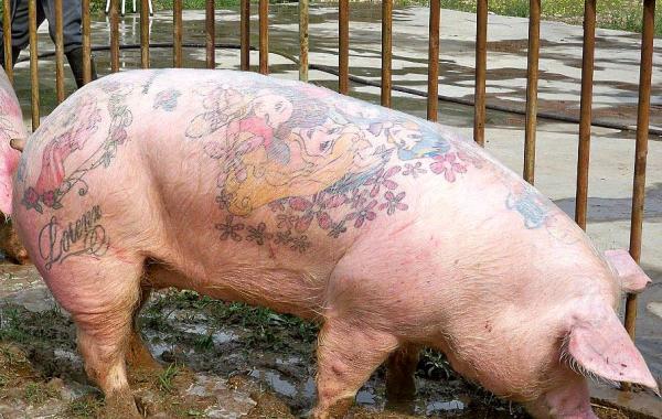 тату свиньи, татуированные свиньи, Вим Дельвуа, Wim Delvoye, свиньи с татуировками