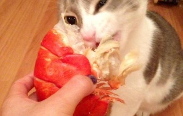 испорченные коты, кошки живущие роскошной жизнью, избалованные коты и кошки, избалованные животные