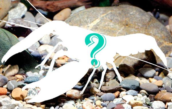 Cherax pulcher, Astaconephrops, космический рак, галактический рак, новый вид речного рака