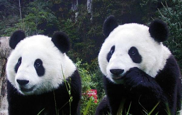 собако-панды, собкаи окрашенные как панды, собак покрасили как панд, цирк в Италии собаки панды, чау-чау крашенные как панды