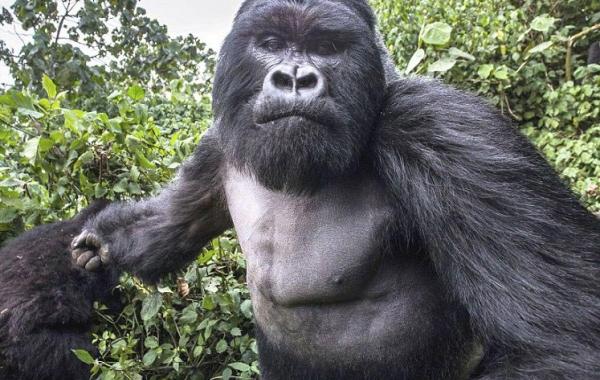 пьяная горилла напала на фотографа, пьяная горилла ударила фотографа, Кристоф Курто, Christophe Courteau, Сильвербэк Акаревуро, Silverback Akarevuro