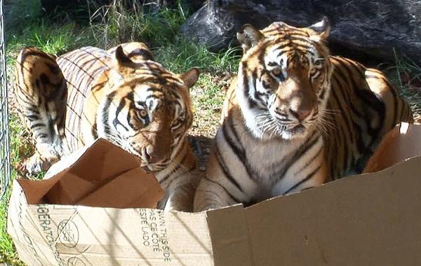 Большие кошки против коробок или ничто кошачье им не чуждо