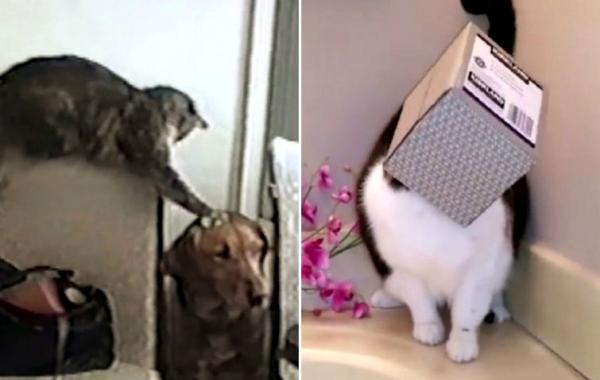 кошки пожалели о своих решениях, кошки пожалели, смешные кошки видео