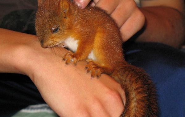 спасение бельчонка, белка Arttu, squirrel Arttu