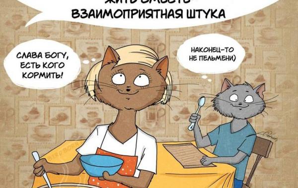 Bird Born, коты Bird Born, 10 причин начать жить вместе