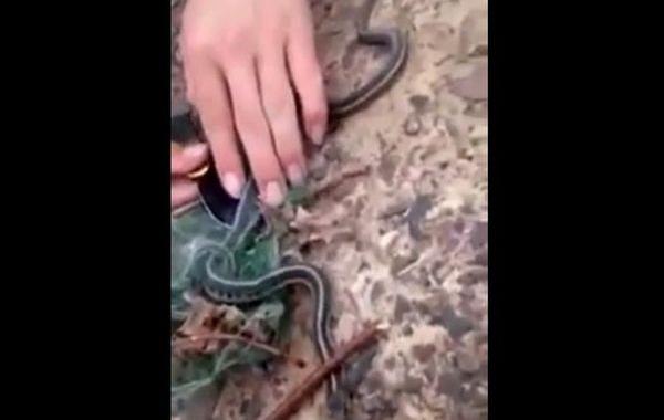 змею вырвало лягушкой, змея отблагодарила спасителей, змея выплюнула лягушку