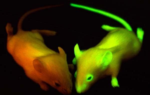 гмо, генная инженерия, модифицированные животные 