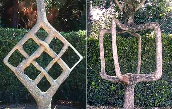 Плетеные деревья, Цирк деревьев Аксель Эрландсон