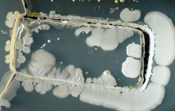 не лизать свой телефон, бактерии на телефоне, мобильный телефон а чашке Петри, какие бактерии на телефоне