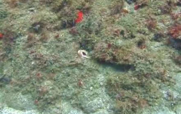 маскировка осьминога, как осьминог маскируется, маскировка осьминога видео