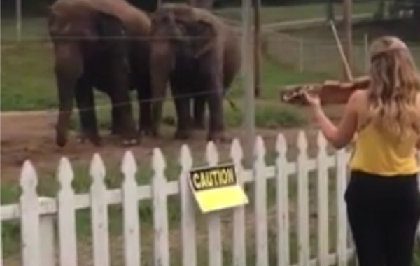 Слоны не смогли удержаться от танца, услышав звуки скрипки
