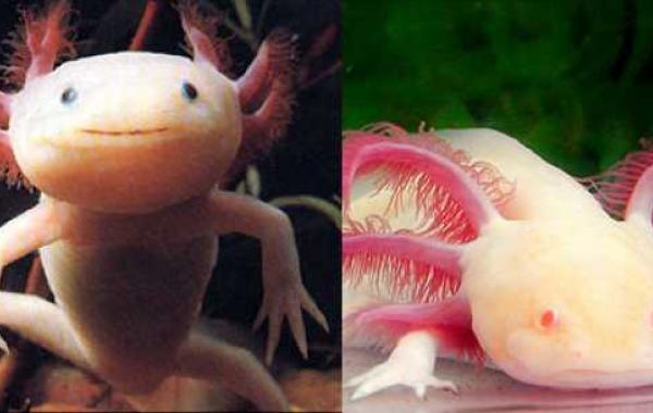 10 существ с необычной внешностью