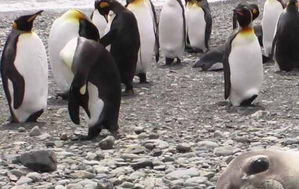 Животные испортившие фото. Или наоборот? =)