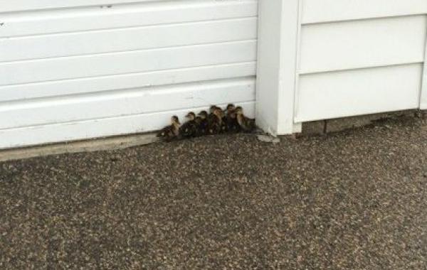 Спасение утят, оставшихся без мамы