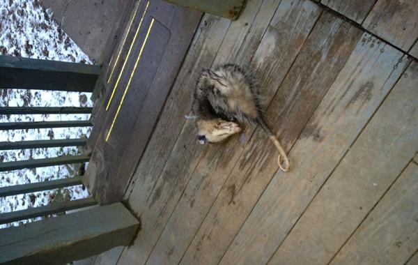 Опоссум притворялся мертвым и застрял в кольце полиэтиленовой упаковки