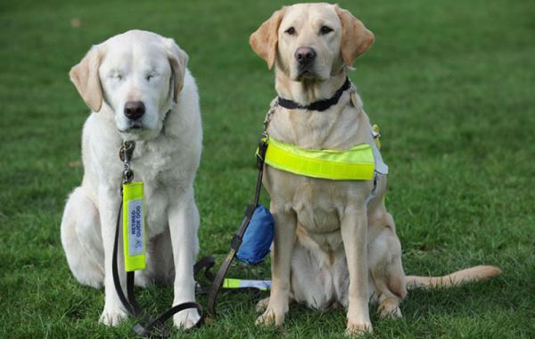 собака- поводырь, слепая собака, лабрадор Эдвард 