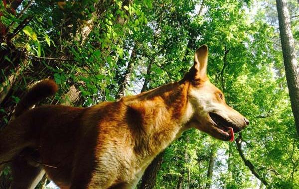 собака спасла семью от змеи, змея укусила собаку