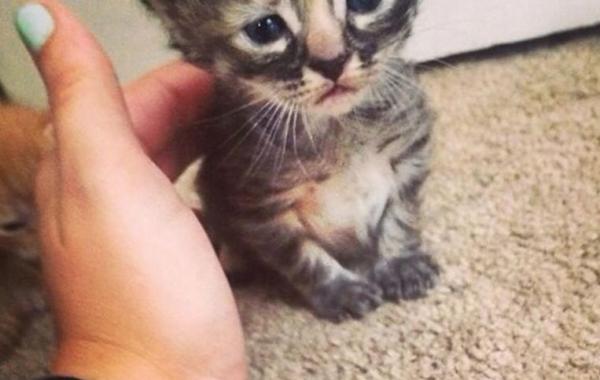 Ashley Herring,  Purrmanently Sad Cat, Пуррмаментно грустный кот, самый грустный котёнок