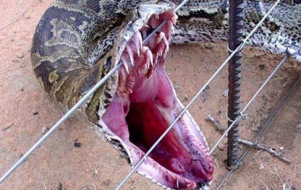 Мифы о выживании, чрезвычайная ситуация что делать