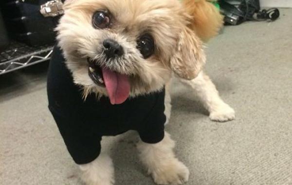 собака Марни, Marnie dog