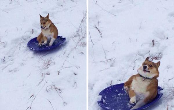 собаки провалы, собаки пожалевшие о своём решении