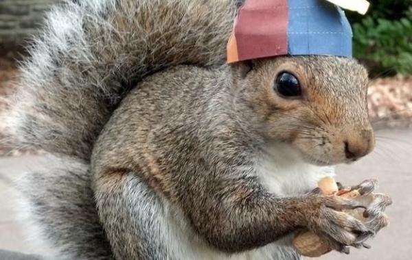 Модная белка Снизи и её стильные шляпки