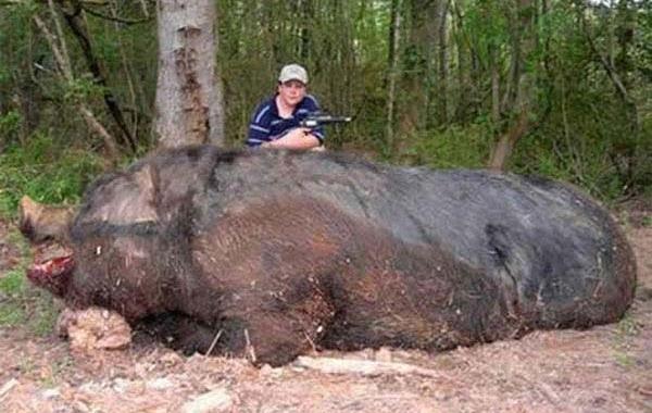 Животные, крупнейшие представители своего вида