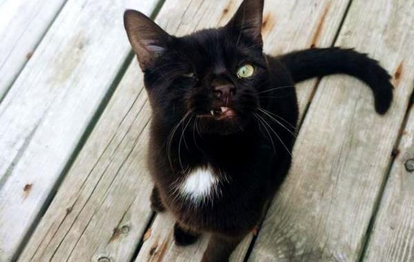 Уэсли одноглазый котёнок, одноглазый котёнок пират