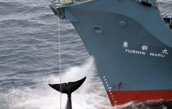 ООН запретил Японии заниматься китобойным промыслом