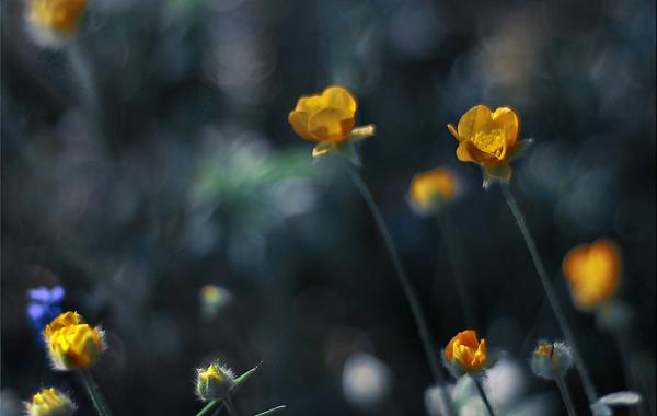 Нежнейшая макросъемка от фотографа Юлианы Нан