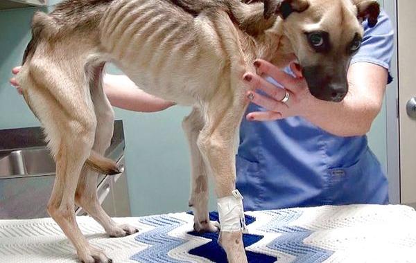 История спасения истощённой собаки, невероятное преображение истощённой собаки, dog angel