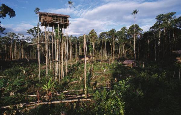 Короваи – жизнь на деревьях