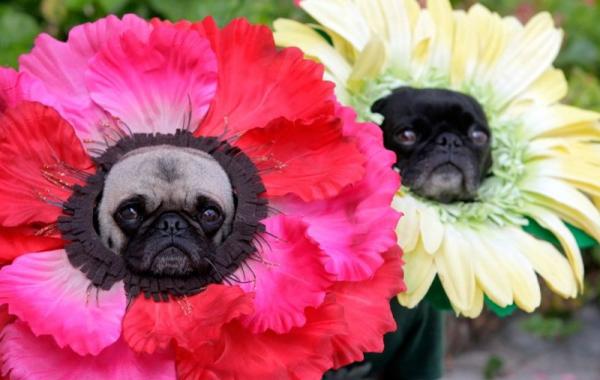 мопсы в костюмах грустные мопсы