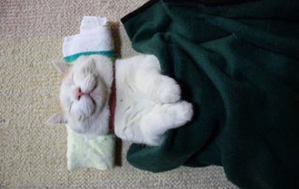 Самый ленивый японский кот Широнеко