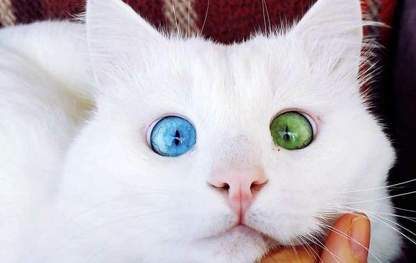 Алос кот с разноцветными глазами, кот с гетерохромией, Aloş cat