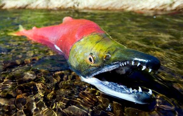 рыбы с удивительными способностями, рыбы с супер способностями, талантливые рыбы, рыбы необычные способности