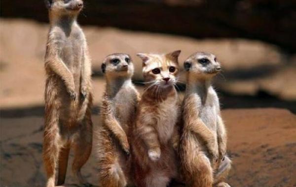 Удивительные фото животных