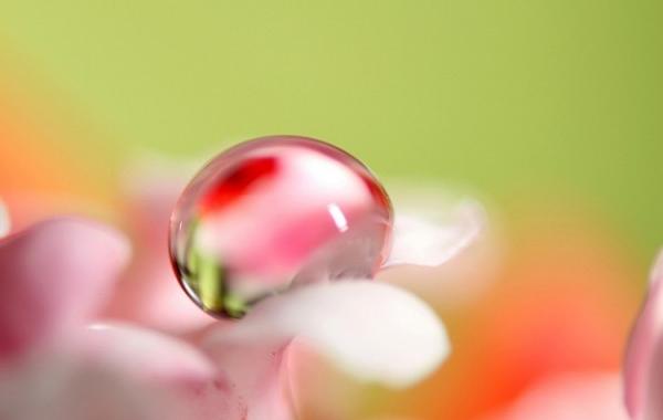 Магия утренней росы в макрофотографии Шэрон Джонстон