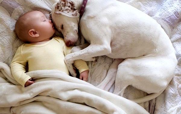 нора спасённая собака, малыш и собака спят вместе