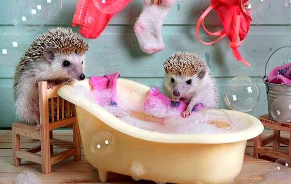 Тайная жизнь ежей, фотограф Елена Ерёмина