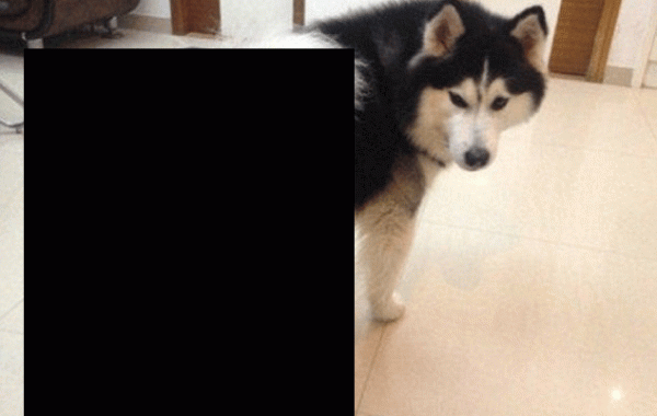 собаки в колготках  китай