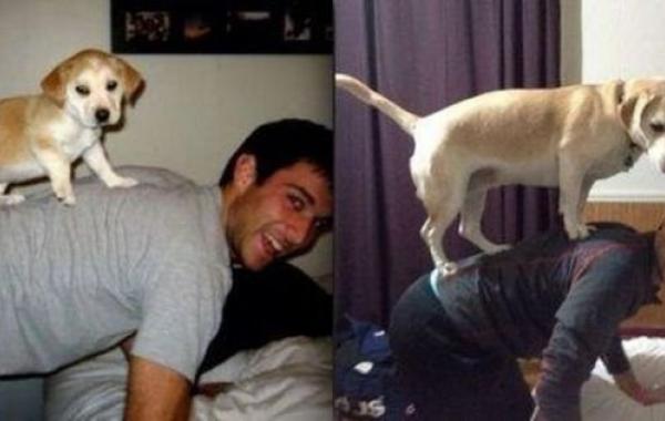 Домашние любимцы тогда и сейчас