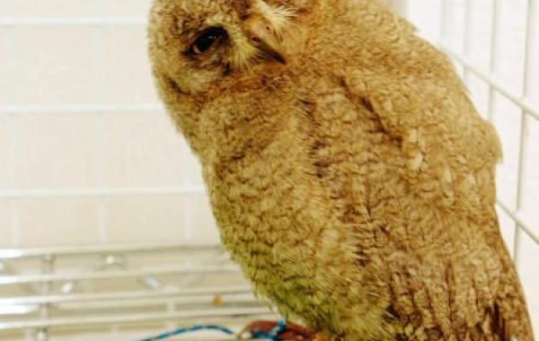 «The Owl Cafe» - японское кафе для любителей сов, кафе сов